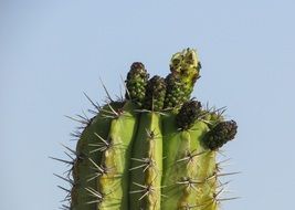 Cyprus Ayia Napa Cactus thorns
