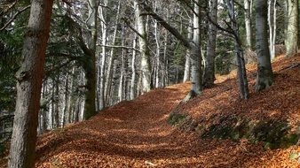 forest trail in dry leaves