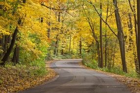 picturesque Fall Golden Leaves