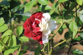 red-white rose in the garden