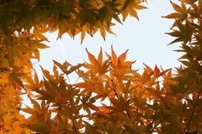 Autumn yellow Leaves sky view