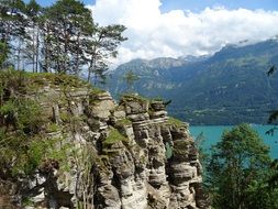 panorama of pines on the rocks in the alps