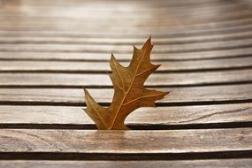 dead Leaf Autumn between wooden boards