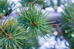 Conifer Tree Needles closeup