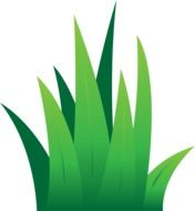 Lawn Green Grass