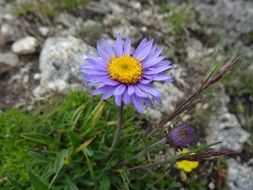 Blue alpine aster flower