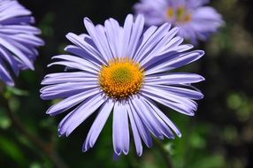 purple daisies in the garden behind the house on blurred background
