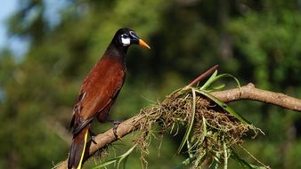 Montesuma Oropendola living in Costa Rica