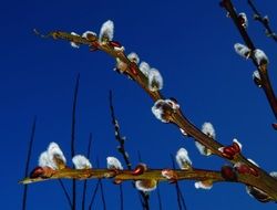 extraordinarily beautiful Pasture Pussy Willow Flowers