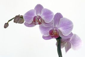 tender purple orchid flower blossom