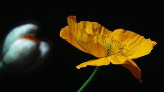 yellow poppy flower on a black background