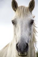 photo of a white horse full face