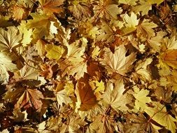 autumn foliage in the sunlight closeup