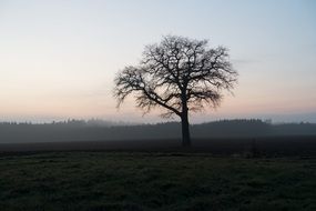 tree among arable field at dusk