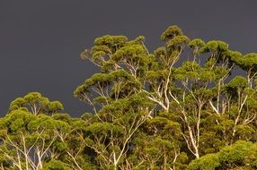 gum trees eucalypts