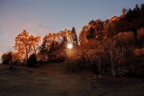 Meadow Woods Landscape