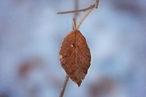 withered leaf on a branch on a blurred background