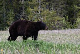 black bear walks through a forest meadow