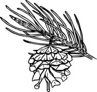 outline picture of pine branch with cone