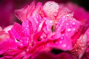 bright pink flower in drops of water close-up