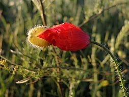 Red weed in summer meadow