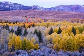 Autumn Trees on a mountain