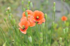 red poppy Flowers field closeup