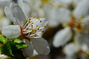 white tree blossoms in spring