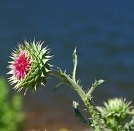 thistle with red flower close-up