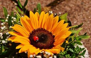 summer bouquet on a sunny day