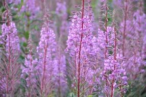 bright purple wildflowers closeup