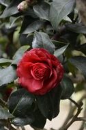 little red rose on kuta in the garden