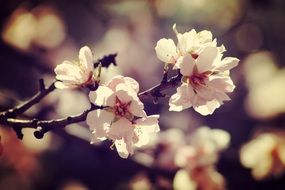 tree branch with delicate flowers in spring