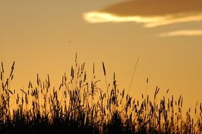 grass against the orange sky