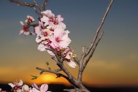 Almond Blossom Flowers