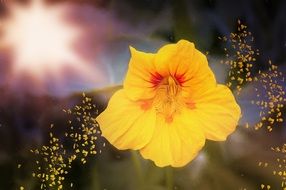 magic Flower drawing