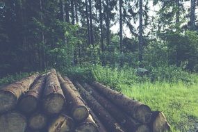 logs among green forest
