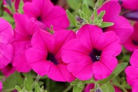 bright pink flowers of petunia on blurry background
