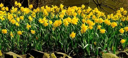 Field of yellow daffodils in nature