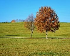 colorful autumn trees in a field on a sunny day