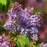Lilac Flower close-up on blurred background