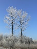 two tall trees in the snow on a sunny day