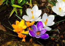 colorful crocuses among dry foliage
