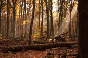 landscape of autumn forest in the rays of sunlight