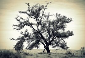 monochrome picture of the lonely tree on meadow