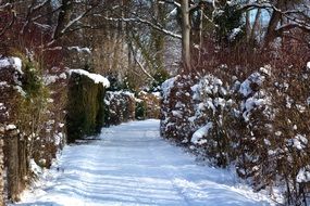 road in a snowy forest