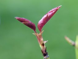 macro photo of two pink buds on a branch