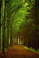 panorama of a green alley in the forest