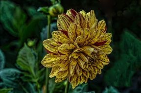 motley yellow dahlia on stalk close up on a blurred background