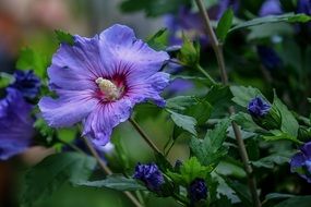 purple hibiscus in the garden